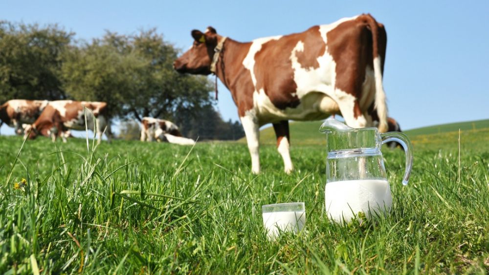 من فوائد حليب البقر الطازج للصحة الجسم .