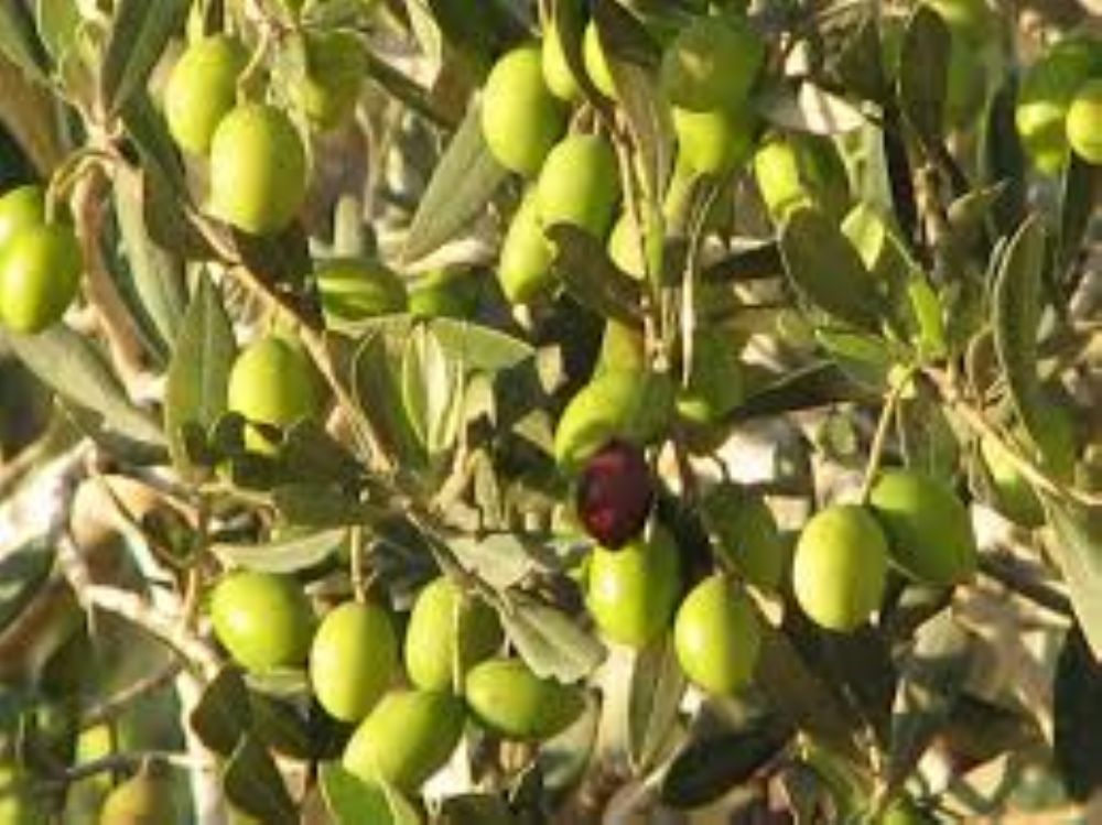 شجرة الزيتون المباركة أوراقها زيتها وأزهارها كلها تستخدم كعلاج في الطب البديل الطب العربي البديل