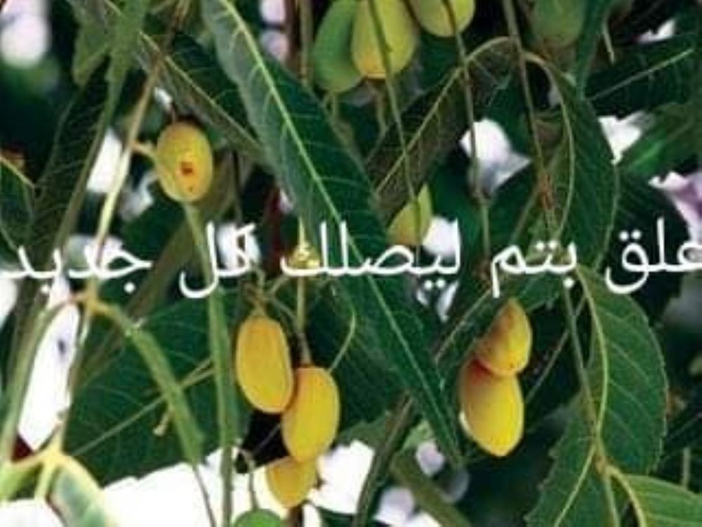 تعرفوا الى فوائد شجرة النيم اوراقها وبذورها واغصانها الطب العربي البديل