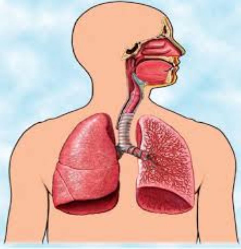 الانفيه الجهاز الانسان الجيوب جسم فكم في ضمن عددها التنفسي اعضاء الجهاز التنفسي: